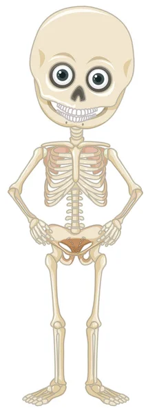 Ett Mänskligt Skelett Vit Bakgrund Illustration — Stock vektor