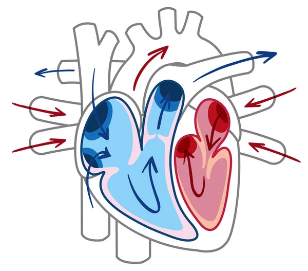 Průtok Krve Srdce Diagram Obrázek — Stockový vektor