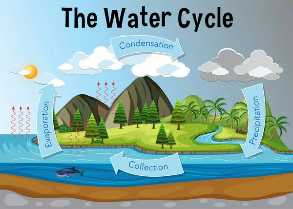 Ilustração Diagrama Ciclo Água — Vetor de Stock