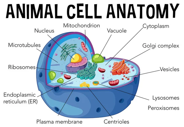 Diagrama Anatomía Células Animales Ilustración — Vector de stock