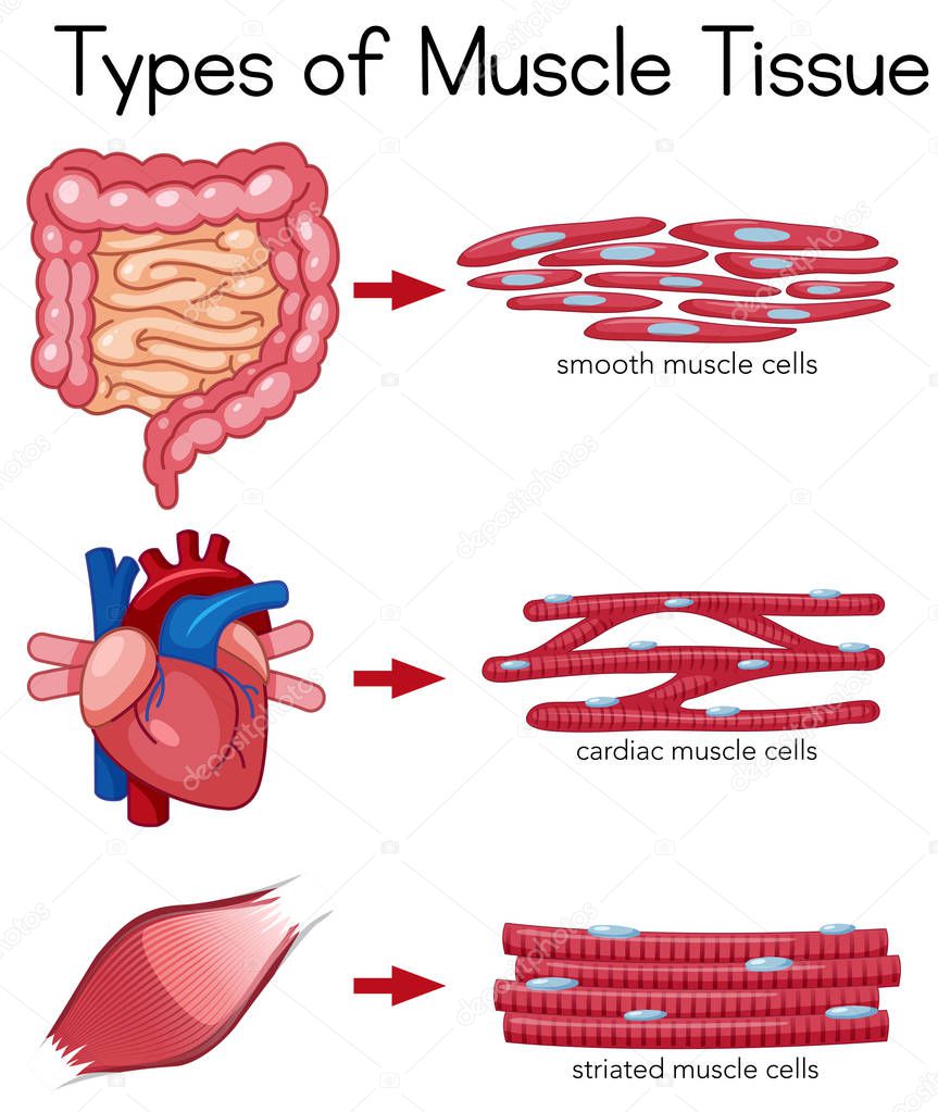 Types of Muscle Tissue illustration