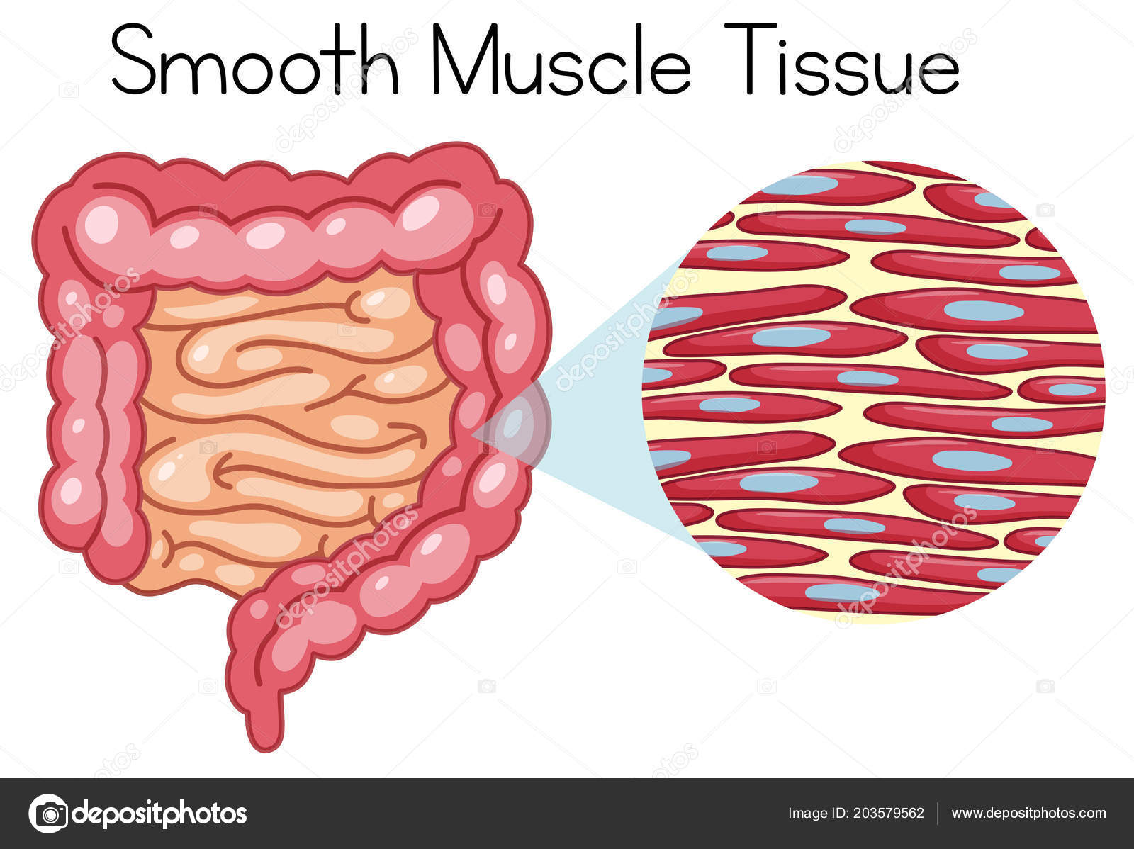 anatomy smooth muscle tissue illustration stock vector brgfx smooth muscle tissue