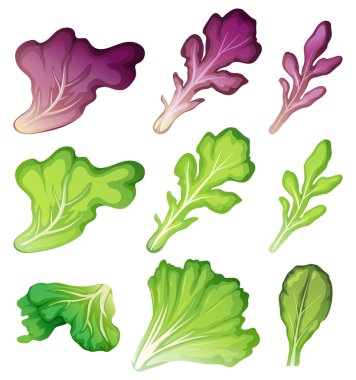 Salata yaprağı resimde kümesi