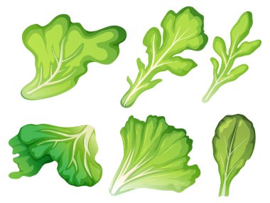 Salata yaprağı resimde kümesi