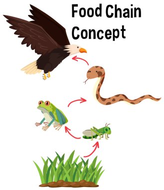 Science Food Chain Concept illustration clipart