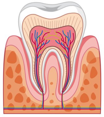 İnsan dişi illüstrasyon anatomisi