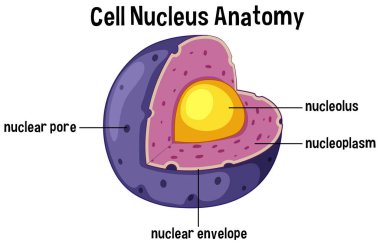 Cell nucleus anatomy diagram illustration clipart