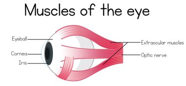 Göz illüstrasyon insan kasları