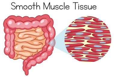 Düz kas doku illüstrasyon anatomisi