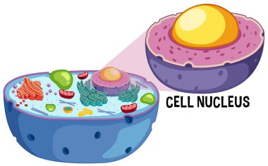 Animal Cell Nucleus on White Background illustration clipart