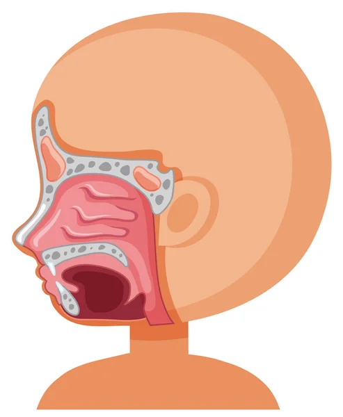 Human Sinus System Illustration — Stock Vector