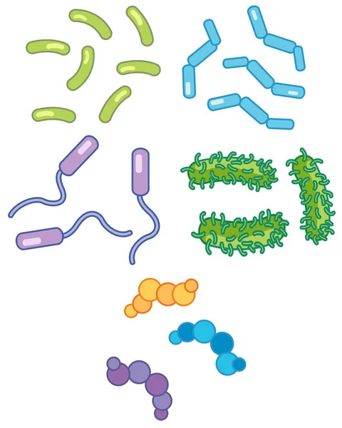 Набір Ілюстрацій Бактерій — стоковий вектор