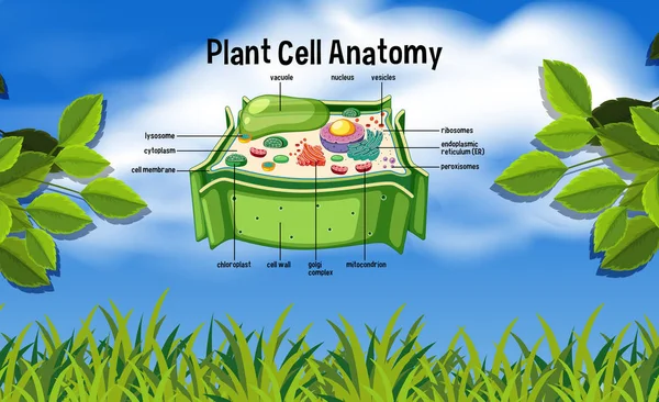 Ανατoμια Φυτων Κελί Στην Απεικόνιση Της Φύσης — Διανυσματικό Αρχείο