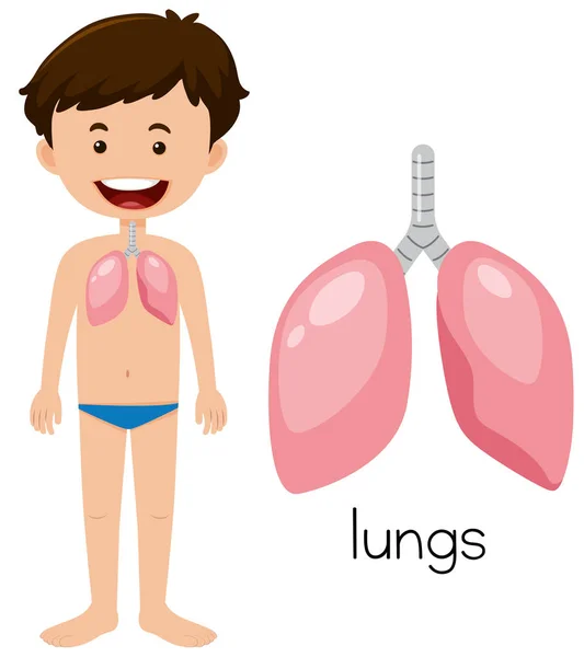 Młody Człowiek Ilustracja Anatomii Płuc — Wektor stockowy