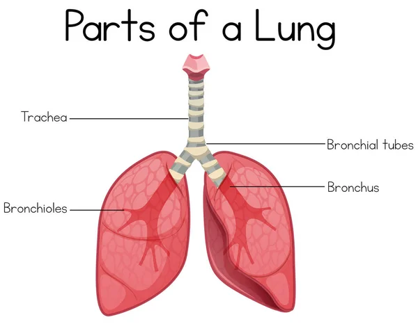 Parts Lung White Background Illustration — Stock Vector