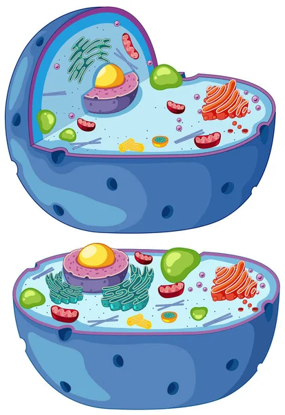 Zvětšené Schéma Ilustrace Rostlinné Buňky — Stockový vektor