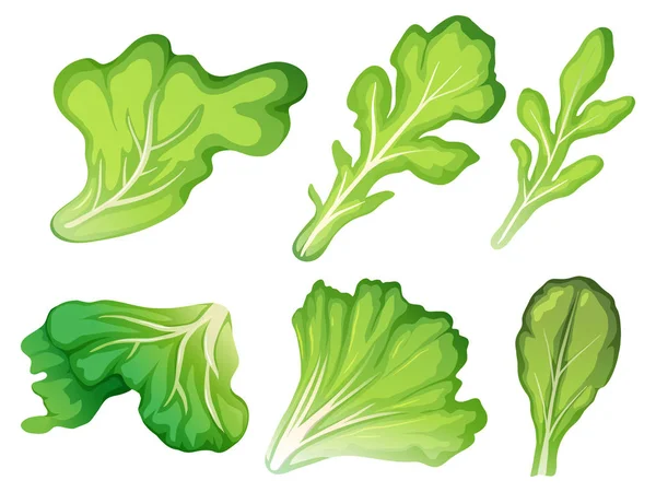 Eine Reihe Von Salatblatt Illustrationen — Stockvektor
