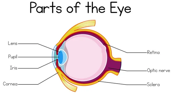 Parte Dell Illustrazione Human Eye — Vettoriale Stock