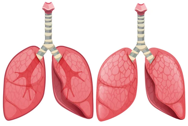 Ilustracja Płuc Człowieka — Wektor stockowy