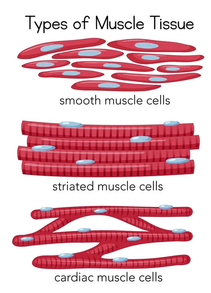 Tipos Ilustración Del Tejido Muscular — Vector de stock