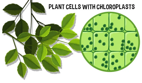 Células Vegetais Com Ilustração Choloroplasts — Vetor de Stock