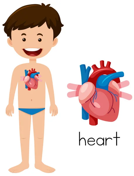 Young Man Heart Anatomy Illustration — Stock Vector