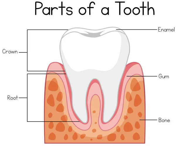 歯の図の部分 — ストックベクタ