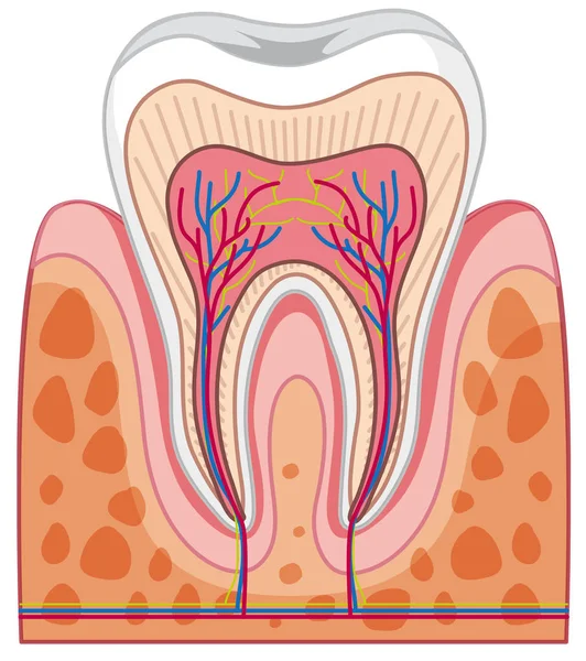 Anatomía Ilustración Del Diente Humano — Vector de stock