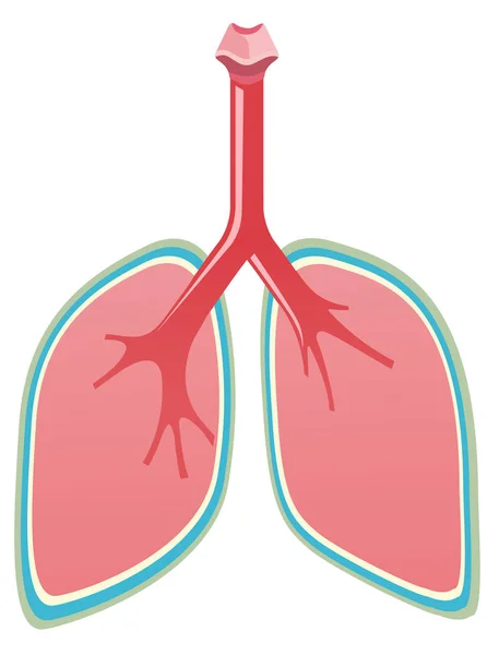 Conjunto Ilustración Pulmones Sanos — Archivo Imágenes Vectoriales