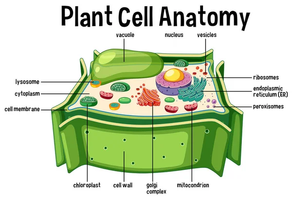 Illustrazione Del Diagramma Anatomia Cellulare Vegetale — Vettoriale Stock