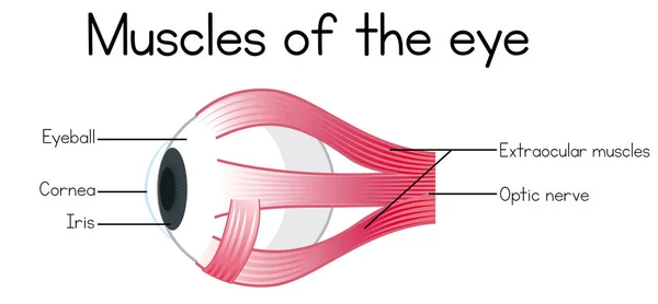 Músculos Humanos Ilustração Olho —  Vetores de Stock
