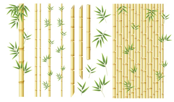 Set Different Bamboo Illustration — Stock Vector