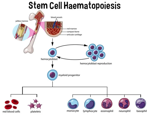 Εικονογράφηση Διάγραμμα Αιμοποίηση Βλαστικών Κυττάρων — Διανυσματικό Αρχείο