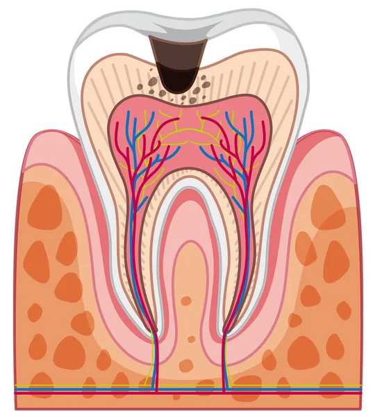 Beyaz arka plan illüstrasyon insan diş anatomisi