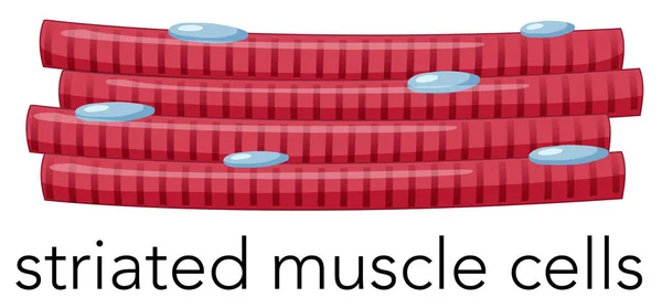 Vergrote Dwarsgestreept Spierweefsel Cellen Illustratie — Stockvector