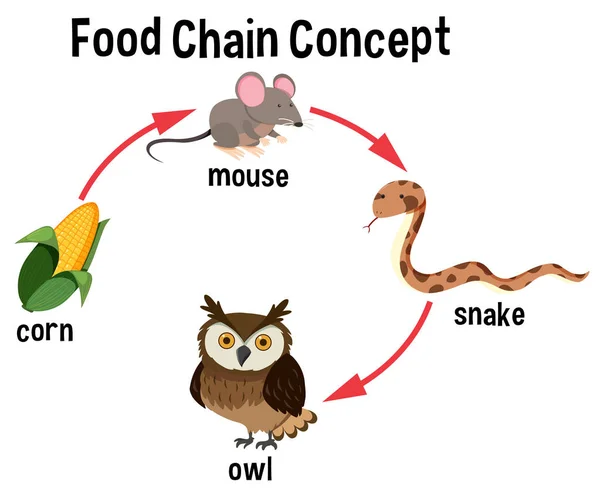 Ilustração Diagrama Conceito Cadeia Alimentar —  Vetores de Stock