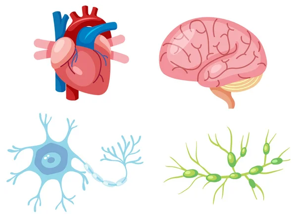 Ανθρώπινα Όργανα Και Νευρώνες Κελί Εικονογράφηση — Διανυσματικό Αρχείο