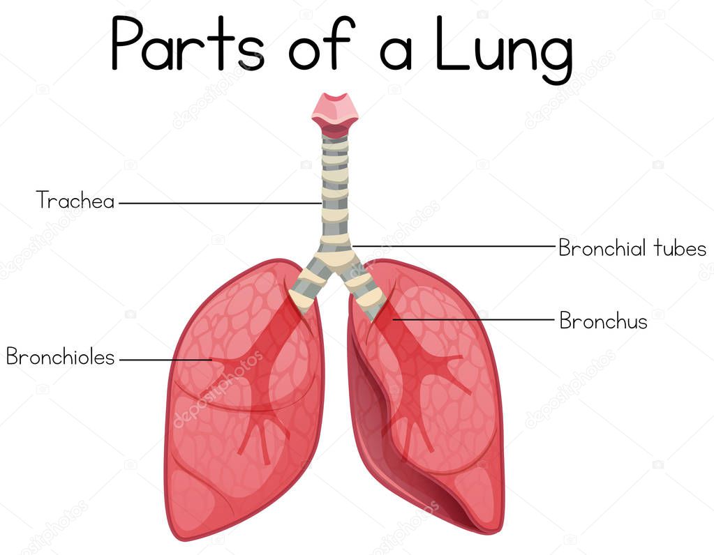 Parts of a lung on white background illustration