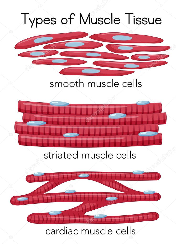 Clipart: muscle tissue picture | Types Muscle Tissue Illustration