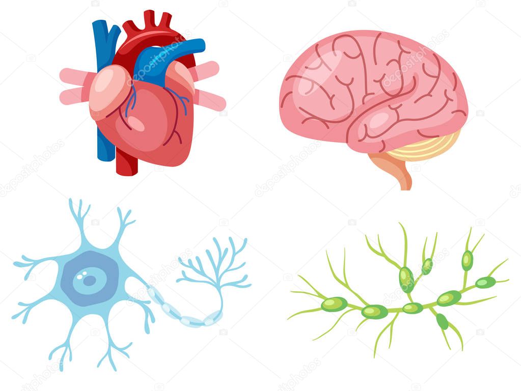 Human Organs and Neuron Cell illustration