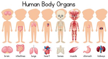 İnsan vücudunun organları resimde kümesi