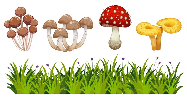 Ensemble Illustration Champignons Sauvages — Image vectorielle