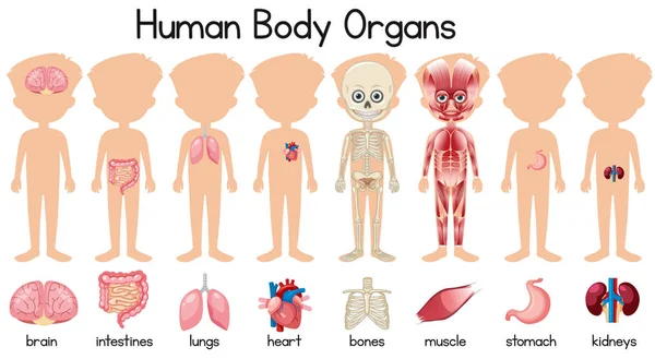 Set Human Body Organs Illustration — Stock Vector