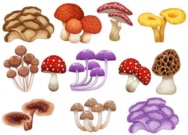 Ensemble Différentes Illustrations Champignons — Image vectorielle