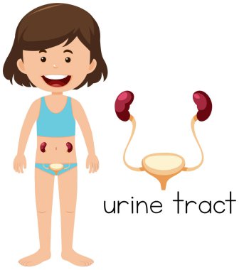 İdrar yolu illüstrasyon yerleşimini