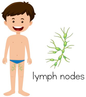 Bir genç çocuk lenf düğümleri anatomi illüstrasyon