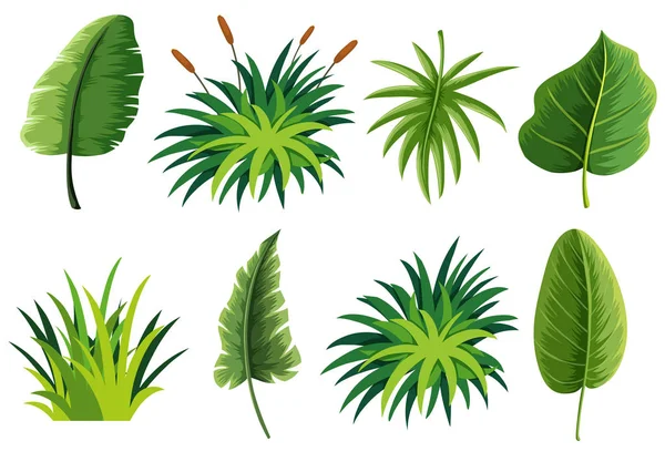 Set Nature Leaf Illustration — Stock Vector