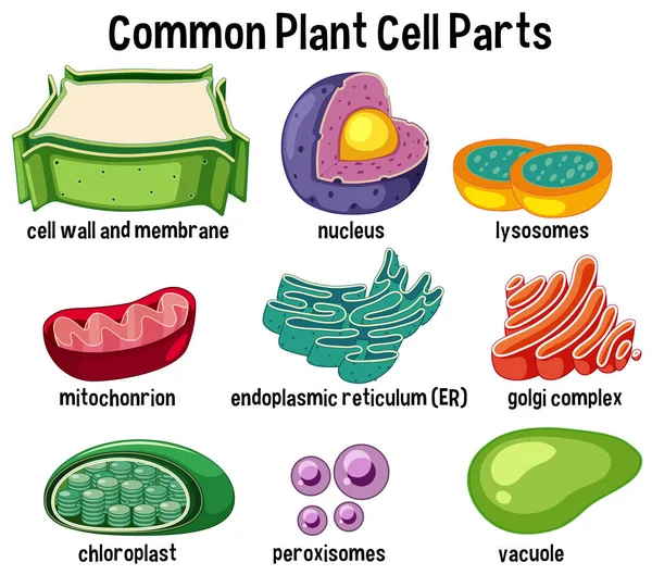 Imagen Partes Comunes Células Vegetales — Vector de stock