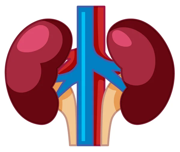 Una Ilustración Anatomía Renal Humana — Archivo Imágenes Vectoriales