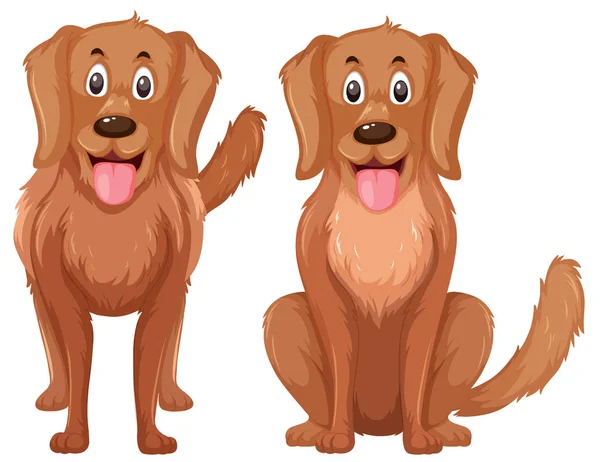 Conjunto Ilustrações Golden Retriever —  Vetores de Stock